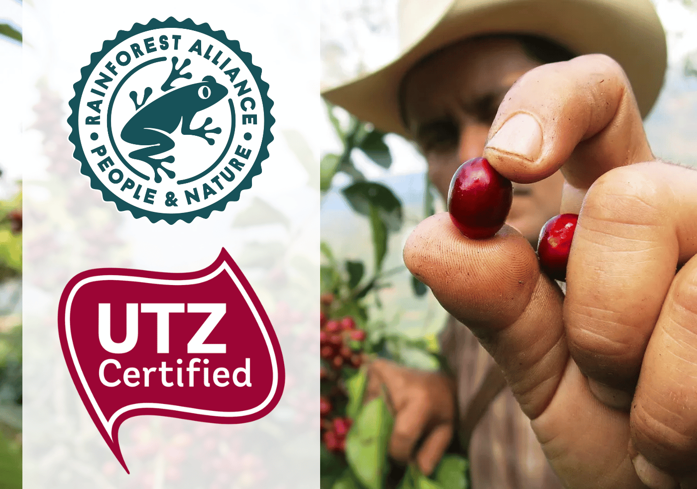 UTZ-Rainforest-Alliance